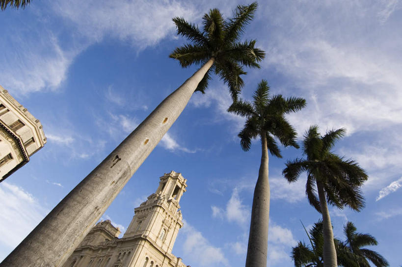 无人,家,横图,室外,白天,仰视,度假,美景,植物,城市风光,城市,棕榈树,叶子,古巴,许多,阴影,光线,影子,房屋,屋子,景观,云,云朵,绿叶,很多,云彩,娱乐,楼房,住宅,树,树木,排列,蓝色,绿色,白云,蓝天,天空,阳光,自然,天,享受,休闲,嫩叶,景色,放松,生长,晴朗,成长,北美,北美洲,队列,美洲,棕榈叶,北亚美利加洲,亚美利加洲,古巴共和国,叶,叶片,晴空,彩图,低角度拍摄,房子