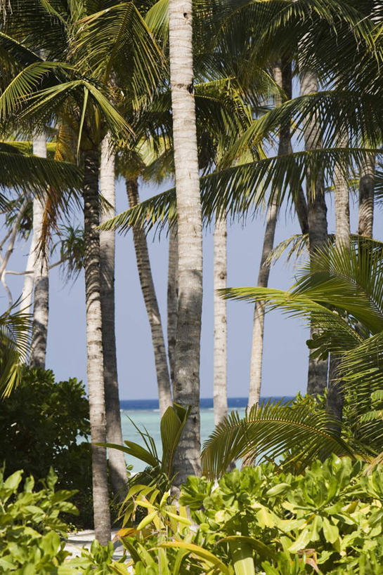 无人,竖图,室外,白天,正面,旅游,度假,草地,草坪,海浪,海洋,美景,树林,植物,棕榈树,叶子,马尔代夫,亚洲,阴影,波纹,光线,影子,景观,浪花,绿叶,树荫,涟漪,茁壮,娱乐,草,树,树木,蓝色,倒影,蓝天,水纹,天空,阳光,自然,海水,波浪,天,享受,休闲,嫩叶,景色,放松,茂盛,生长,晴朗,成长,繁茂,乘凉,纳凉,倒映,印度洋,自然风光,南亚,海景,棕榈叶,万里无云,水晕,兴旺,马尔代夫共和国,昌盛,反照,昌隆,畅旺,发达,蕃芜,繁盛,富强,隆盛,蓬勃,旺盛,兴隆,兴盛,郁勃,马累岛,叶,叶片,大海,风浪,海,海水的波动,近岸浪,涌浪,晴空,晴空万里,彩图