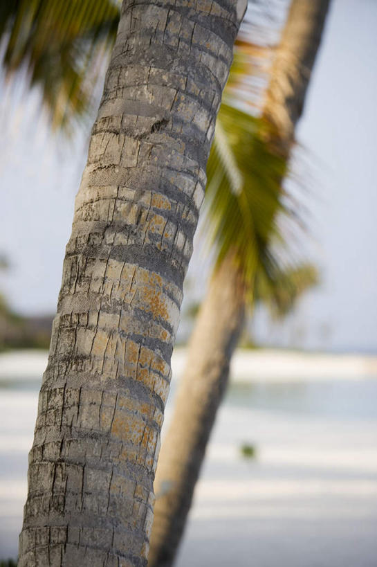 无人,竖图,室外,白天,正面,旅游,度假,海浪,海洋,美景,沙滩,植物,棕榈树,叶子,马尔代夫,亚洲,两棵,阴影,波纹,朦胧,模糊,光线,沙子,影子,海岸,景观,浪花,绿叶,树皮,树桩,涟漪,沙地,茁壮,娱乐,树,树干,树木,蓝色,绿色,倒影,蓝天,水纹,天空,阳光,自然,海水,波浪,天,享受,休闲,嫩叶,木桩,景色,放松,茂盛,生长,晴朗,成长,繁茂,倒映,印度洋,自然风光,南亚,海景,棕榈叶,万里无云,水晕,兴旺,马尔代夫共和国,昌盛,反照,昌隆,畅旺,发达,蕃芜,繁盛,富强,隆盛,蓬勃,旺盛,兴隆,兴盛,郁勃,马累岛,叶,叶片,大海,风浪,海,海水的波动,海滩,近岸浪,涌浪,晴空,晴空万里,彩图