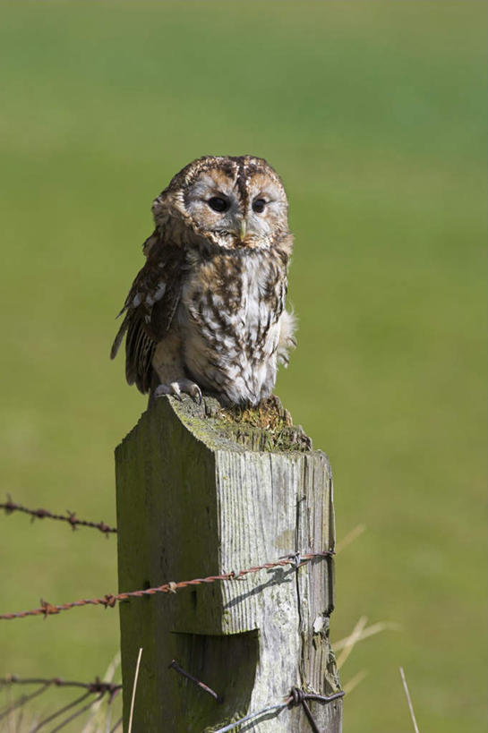 无人,动物园,栏杆,站,竖图,室外,白天,侧面,旅游,度假,草地,草坪,美景,植物,猫头鹰,鸟,野生动物,非洲,南非,阴影,朦胧,模糊,光线,鸟类,影子,栅栏,景观,篱笆,围栏,注视,娱乐,护栏,草,一只,绿色,阳光,自然,动物,观察,看,站着,享受,休闲,景色,放松,观看,察看,国家公园,关注,自然风光,凶猛,克鲁格国家公园,阿非利加洲,灰林鸮,德兰士瓦省,南非共和国,残暴,凶残,鸮,枭,站立,彩图,全身