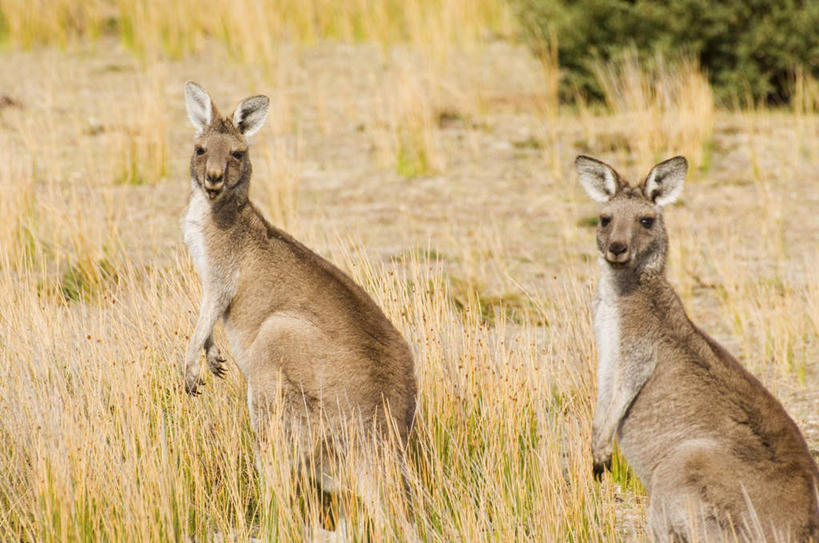 无人,站,横图,室外,白天,侧面,草地,草坪,植物,袋鼠,野生动物,澳大利亚,阴影,光线,影子,注视,草,绿色,阳光,动物,观察,看,站着,两只,可爱,活泼,观看,好奇,察看,关注,大洋洲,澳洲,南方大陆,育儿袋,澳大利亚联邦,灰大袋鼠,灰袋鼠,西澳大利亚,西澳大利亚州,猎奇,站立,半身,彩图
