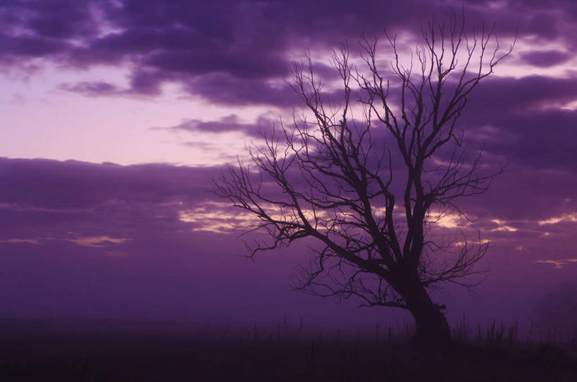 无人,横图,室外,白天,正面,美景,日落,植物,雾,新西兰,朦胧,模糊,景观,晚霞,霞光,落日,背光,树,树木,绿色,紫色,自然,黄昏,景色,彩霞,生长,成长,迷雾,自然风光,大洋洲,逆光,纽西兰,长白云之乡,新西兰南岛,夕照,大雾,夕阳,彩图,斜阳