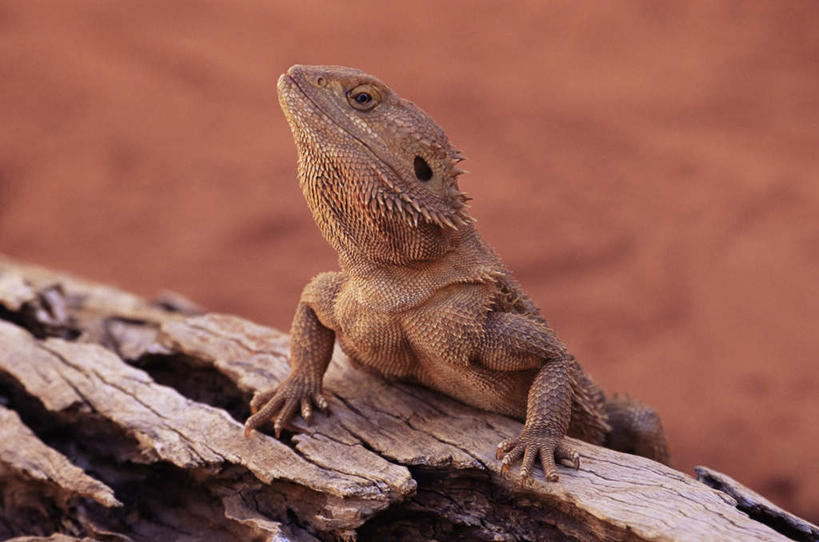 无人,站,横图,室外,白天,正面,旅游,度假,美景,野生动物,蜥蜴,澳大利亚,阴影,朦胧,模糊,缝隙,裂缝,裂痕,光线,影子,景观,树桩,注视,娱乐,树,树干,一只,阳光,自然,动物,观察,看,站着,享受,休闲,木桩,景色,放松,观看,察看,关注,自然风光,大洋洲,澳洲,警惕,石龙子,南方大陆,鬃狮蜥,山龙子,石蜴,泉龙,猪婆蛇,五寸棍,四脚蛇,澳大利亚联邦,蜴,西澳大利亚,西澳大利亚州,戒备,警觉,警悟,警醒,守宫,站立,半身,彩图