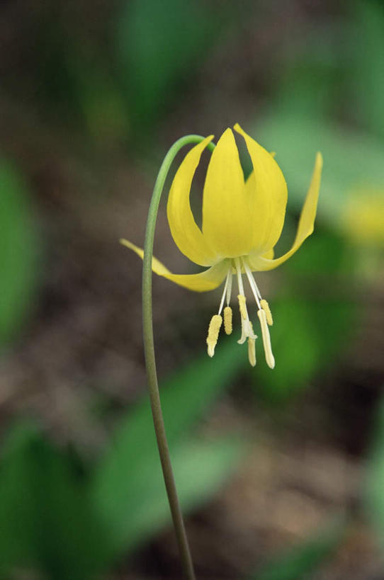 无人,竖图,室外,白天,正面,美景,植物,叶子,朦胧,模糊,盛开,透明,景观,绿叶,辉煌,花,花瓣,花朵,花卉,鲜花,一朵,黄色,自然,花蕊,健康,嫩叶,景色,活泼,希望,暖色,自然风光,光辉,光明,淫羊藿,功名,轻快,叶,叶片,彩图