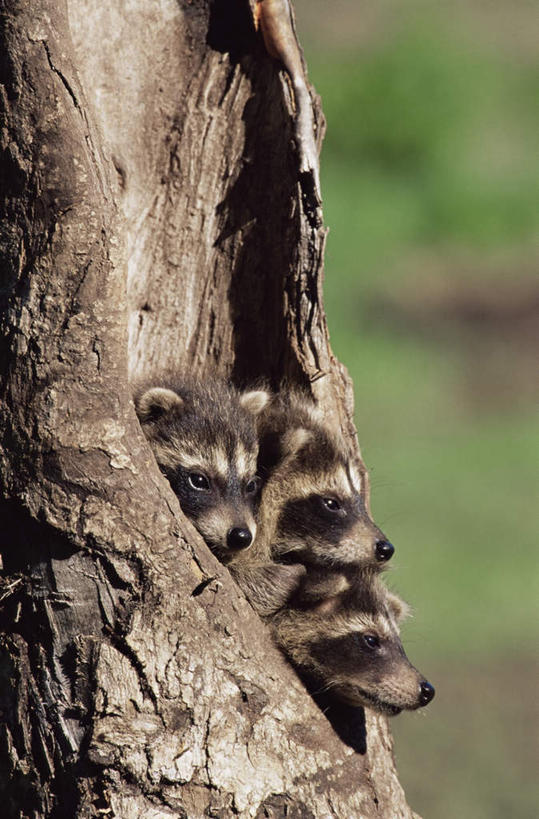 无人,躺,竖图,室外,特写,白天,侧面,旅游,度假,美景,植物,野生动物,美国,三只,阴影,朦胧,模糊,光线,影子,洞,景观,树桩,注视,娱乐,树,树干,树木,绿色,阳光,自然,动物,观察,看,享受,休闲,木桩,景色,放松,可爱,洞穴,活泼,生长,成长,观看,察看,北美,北美洲,关注,自然风光,美洲,浣熊,穴,明尼苏达州,北亚美利加洲,亚美利加洲,明尼苏达,北星之州,白鼻豿,卧着,躺着,卧,半身,彩图