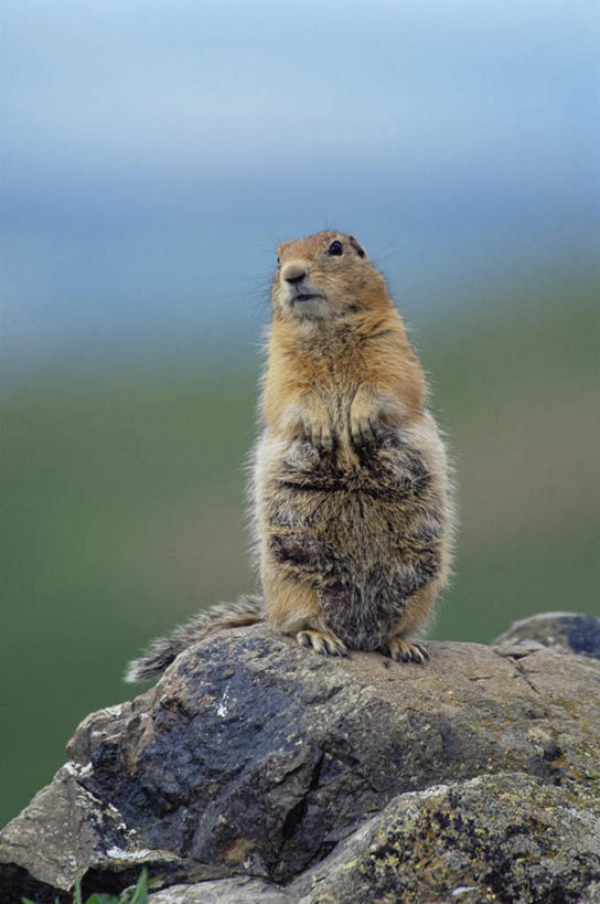 无人,站,竖图,室外,白天,正面,旅游,度假,草地,草坪,石头,美景,植物,野生动物,美国,阴影,朦胧,模糊,光线,石子,影子,景观,注视,娱乐,草,一只,绿色,阳光,自然,动物,松鼠,观察,看,站着,享受,休闲,景色,放松,可爱,活泼,观看,察看,北美,北美洲,关注,自然风光,美洲,地松鼠,阿拉斯加,阿拉斯加州,北亚美利加洲,亚美利加洲,最后的边疆,午夜阳光之地,石块,岩石,站立,彩图,全身