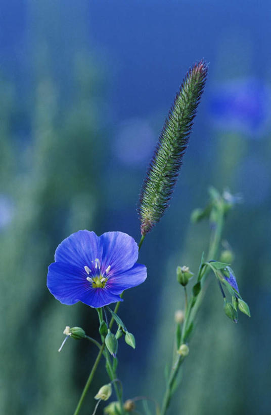 无人,竖图,室外,特写,白天,正面,旅游,度假,美景,植物,叶子,美国,阴影,朦胧,模糊,盛开,光线,影子,景观,绿叶,亚麻,花蕾,娱乐,花,花瓣,花朵,鲜花,蓝色,阳光,自然,花苞,花蕊,享受,休闲,嫩叶,景色,放松,北美,北美洲,自然风光,美洲,怀俄明州,怀俄明,北亚美利加洲,亚美利加洲,胡麻,平等之州,纤维作物,油料作物,叶,叶片,彩图