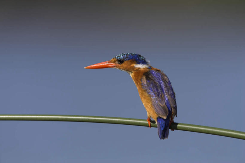 无人,站,横图,室外,特写,白天,侧面,芦苇,翠鸟,鸟,叶子,非洲,南非,阴影,光线,鸟类,影子,粽叶,绿叶,注视,一只,蓝色,蓝天,天空,阳光,天,观察,看,站着,嫩叶,晴朗,观看,察看,关注,万里无云,普马兰加省,箬叶,芦苇叶,阿非利加洲,南非共和国,叶,叶片,晴空,晴空万里,鱼虎,鱼狗,大翠鸟,站立,彩图,全身