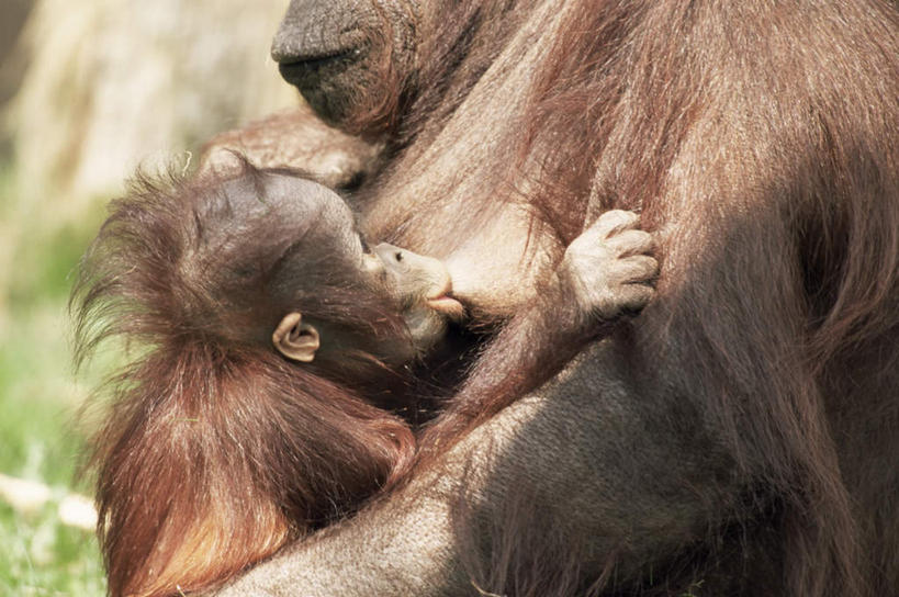 无人,坐,抱,横图,室外,特写,白天,正面,旅游,度假,草地,美景,植物,野生动物,猩猩,欧洲,荷兰,阴影,光线,影子,景观,棕色,注视,娱乐,草,绿色,阳光,自然,动物,观察,看,两只,享受,休闲,景色,放松,活泼,抱着,观看,喝奶,察看,搂着,西欧,关注,自然风光,苏门答腊猩猩,荷兰王国,尼德兰王国,阿培尔顿,怀抱,搂,搂抱,相抱,拥抱,坐着,彩图,全身