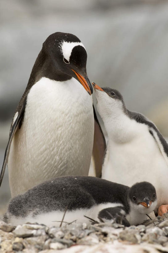 无人,母亲,儿子,站,竖图,室外,白天,正面,旅游,度假,安全,南极,石头,美景,企鹅,野生动物,羽毛,三只,阴影,轻盈,柔软,平静,光线,哺育,石子,影子,景观,防护,注视,娱乐,阳光,自然,动物,观察,看,趴着,站着,享受,休闲,温暖,温馨,母子,景色,安静,放松,可爱,母爱,活泼,观看,保护,宁静,和睦,察看,养育,关注,静谧,自然风光,南极洲,保险,镇静,轻柔,保全,周全,安稳,安定,冷静,沉静,恬静,安祥,僻静,清静,太平,南极大陆,哺养,南极地区,南极区,南极圈,平安,第七大陆,石块,岩石,趴,站立,彩图,全身,融洽