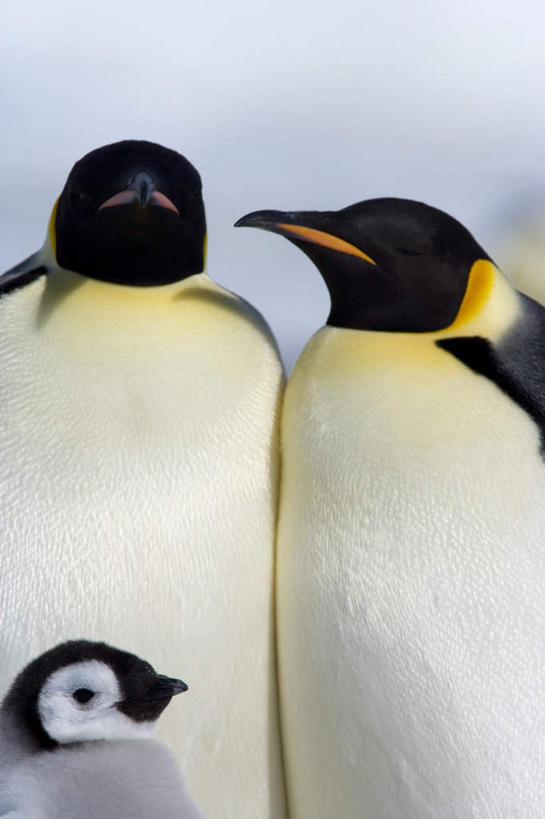 脸,头,脸颊,无人,家庭,站,竖图,室外,特写,白天,正面,旅游,度假,南极,美景,企鹅,野生动物,三只,阴影,光线,影子,景观,扭头,注视,娱乐,肩膀,阳光,自然,动物,观察,看,站着,转头,享受,休闲,温暖,温馨,一家人,景色,放松,可爱,活泼,观看,和睦,察看,关注,自然风光,南极洲,帝企鹅,皇帝企鹅,南极大陆,南极地区,南极区,南极圈,头部,脸部,脸蛋,面部,第七大陆,站立,半身,彩图,融洽
