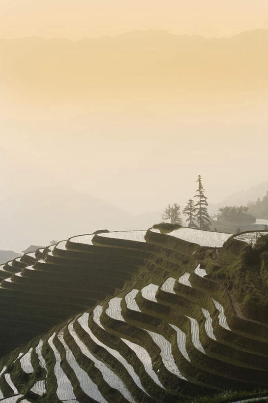 无人,农田,竖图,室外,白天,正面,旅游,度假,庄稼,梯田,农作物,美景,日落,山,山脉,植物,雾,中国,亚洲,朦胧,模糊,曲折,弯曲,景观,山峰,晚霞,霞光,落日,山峦,娱乐,树,树木,绿色,自然,黄昏,群山,享受,休闲,景色,彩霞,放松,蜿蜒,生长,成长,广西,迷雾,自然风光,东亚,龙胜,龙脊梯田,广西壮族自治区,中华人民共和国,桂,华南地区,夕照,龙胜各族自治县,和平乡,龙胜梯田,平安村,大雾,夕阳,彩图,耕地,庄稼田,斜阳