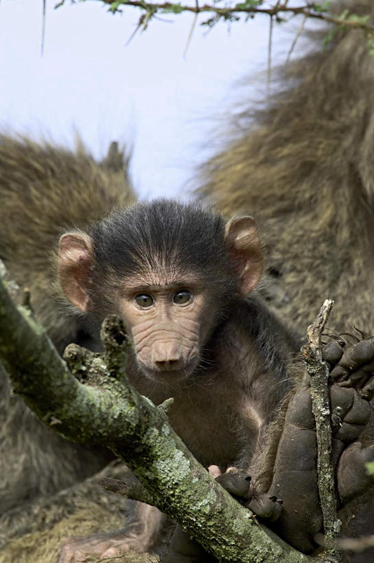 无人,坐,竖图,室外,白天,正面,旅游,度假,美景,植物,哺乳动物,野生动物,非洲,坦桑尼亚,朦胧,模糊,狒狒,景观,注视,娱乐,树,树木,一只,蓝色,绿色,蓝天,天空,自然,动物,天,观察,看,享受,休闲,景色,放松,活泼,生长,成长,观看,察看,关注,自然风光,阿拉伯狒狒,东非,坦桑尼亚联合共和国,坐着,半身,彩图