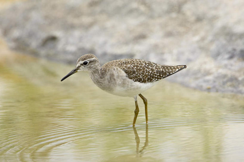无人,站,横图,室外,白天,侧面,旅游,度假,河流,美景,水,鸟,非洲,南非,朦胧,模糊,鸟类,河水,景观,水流,注视,娱乐,一只,倒影,自然,观察,看,站着,享受,休闲,景色,放松,观看,察看,倒映,关注,自然风光,阿非利加洲,矶鹞,鹬,南非共和国,反照,站立,彩图,全身