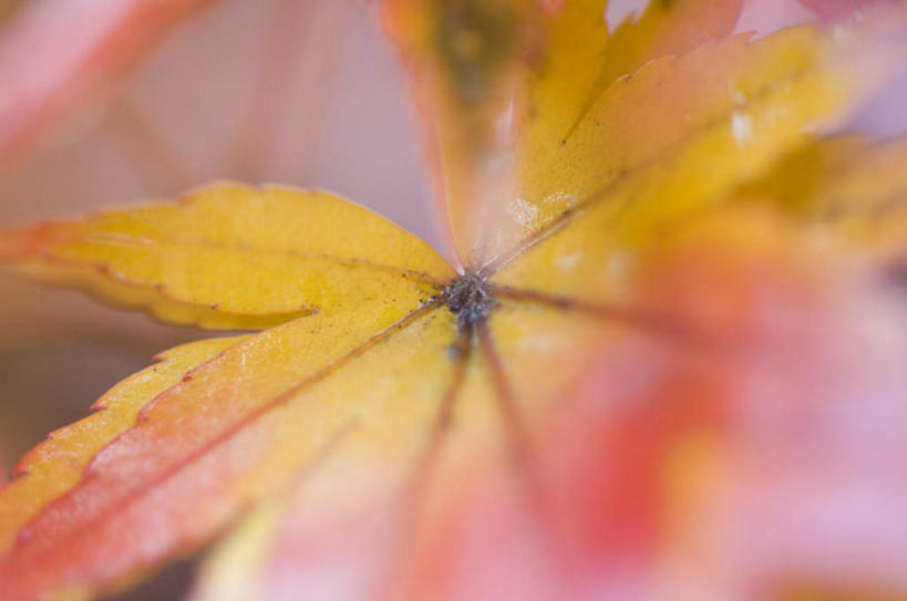 无人,横图,室外,特写,白天,正面,秋季,植物,枫树,叶子,阴影,朦胧,模糊,光线,影子,枫叶,枯叶,落叶,枝条,树,树木,树枝,黄色,红色,绿色,阳光,生长,成长,枫树叶,槭树,糖枫,糖槭,糖槭树,虬枝,枝杈,叶,叶片,秋,秋天,彩图