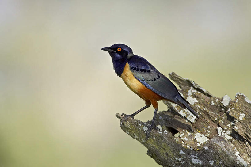 无人,站,横图,室外,白天,侧面,旅游,草地,草坪,美景,植物,鸟,野生动物,非洲,坦桑尼亚,阴影,朦胧,模糊,光线,鸟类,影子,景观,树桩,注视,草,树,树干,一只,绿色,阳光,自然,动物,观察,看,站着,木桩,景色,可爱,活泼,观看,察看,关注,自然风光,八哥,东非,坦桑尼亚联合共和国,鸲鹆,站立,彩图,全身,游览