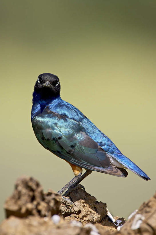 无人,站,竖图,室外,白天,正面,旅游,度假,草地,草坪,石头,美景,植物,鸟,野生动物,非洲,坦桑尼亚,阴影,朦胧,模糊,光线,鸟类,石子,影子,景观,注视,娱乐,草,一只,绿色,阳光,自然,动物,观察,看,站着,享受,休闲,景色,放松,可爱,活泼,观看,察看,关注,自然风光,八哥,东非,坦桑尼亚联合共和国,鸲鹆,石块,岩石,站立,彩图,全身