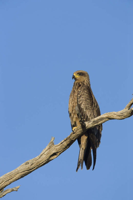 无人,站,竖图,室外,白天,仰视,旅游,度假,美景,植物,鸟,野生动物,鹰,非洲,南非,阴影,光线,鸟类,影子,景观,枝条,注视,娱乐,树,树木,树枝,一只,蓝色,蓝天,天空,阳光,自然,动物,天,观察,看,站着,享受,休闲,景色,放松,晴朗,观看,察看,关注,自然风光,凶猛,鸢,万里无云,阿非利加洲,南非共和国,虬枝,枝杈,黑鸢,残暴,凶残,晴空,晴空万里,老鹰,站立,彩图,低角度拍摄,全身