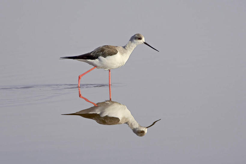 无人,走,横图,室外,白天,侧面,湖,湖泊,美景,水,鸟,非洲,坦桑尼亚,阴影,波纹,光线,鸟类,影子,湖面,景观,水流,水面,涟漪,注视,一只,倒影,水纹,阳光,自然,波浪,湖水,观察,看,景色,观看,察看,黑颈长脚鹬,倒映,关注,自然风光,长脚鹬,水晕,东非,坦桑尼亚联合共和国,反照,步行,散步,走路,彩图,全身