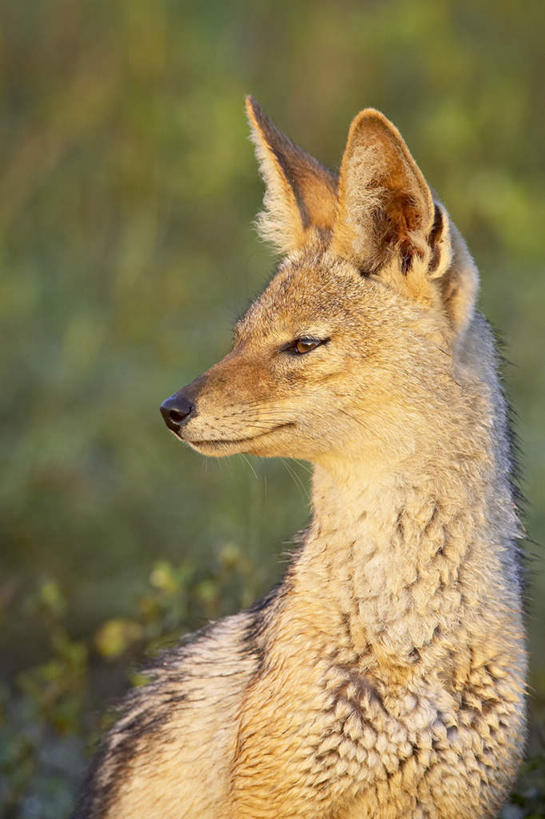 无人,站,竖图,室外,白天,侧面,美景,野生动物,非洲,坦桑尼亚,阴影,朦胧,模糊,光线,豺狗,影子,景观,扭头,注视,一只,阳光,自然,动物,观察,看,站着,转头,景色,观看,察看,关注,自然风光,凶猛,豺,亚洲豺犬,亚洲野犬,东非,坦桑尼亚联合共和国,残暴,凶残,站立,半身,彩图