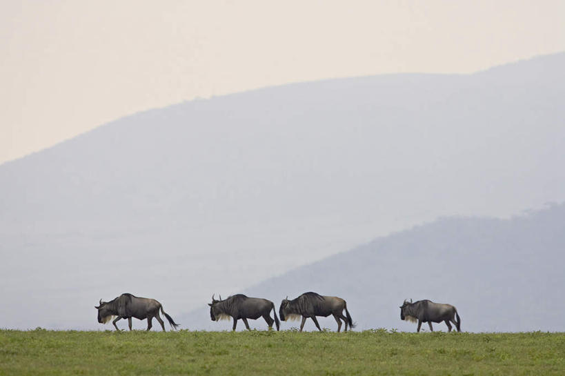 无人,走,横图,室外,白天,侧面,旅游,度假,草地,草原,美景,日落,山,山脉,植物,哺乳动物,野生动物,羊,非洲,坦桑尼亚,四只,一排,整齐,羚羊,景观,旷野,山峰,晚霞,霞光,落日,山峦,注视,娱乐,草,排列,绿色,自然,黄昏,动物,群山,观察,看,享受,休闲,景色,彩霞,放松,可爱,活泼,观看,察看,队列,关注,自然风光,原野,角马,牛羚,金毛扭角羚,羚牛,扭角羚,东非,坦桑尼亚联合共和国,夕照,夕阳,步行,散步,走路,彩图,全身,斜阳