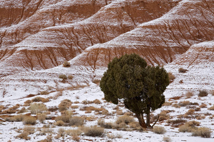无人,横图,俯视,室外,白天,石头,美景,山,山脉,雪,植物,大雪,美国,平静,石子,积雪,景观,山峰,悬崖,雪景,冬季,冬天,山峦,树,树木,绿色,自然,群山,陡峭,景色,安静,寒冷,生长,成长,宁静,北美,北美洲,国家公园,犹他州,静谧,自然风光,美洲,镇静,北亚美利加洲,亚美利加洲,犹他,蜂窝之州,蜂房州,严寒,沉静,绝壁,恬静,安祥,僻静,清静,太平,笔陡,峻峭,国会礁国家公园,石块,岩石,彩图,高角度拍摄