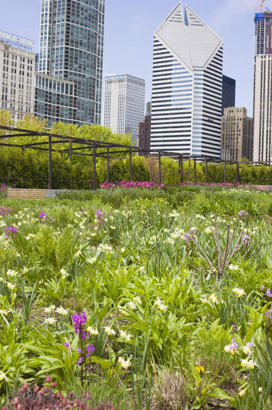 无人,公园,高楼大厦,竖图,室外,白天,仰视,度假,办公楼,花海,花圃,美景,植物,城市风光,城市,大厦,建筑,摩天大楼,写字楼,叶子,美国,阴影,盛开,光线,影子,景观,云,云朵,花蕾,云彩,娱乐,花,花瓣,花朵,花卉,鲜花,树,树木,蓝色,绿色,白云,蓝天,天空,阳光,自然,楼宇,花丛,花束,花田,天,花苞,花蕊,享受,休闲,商务楼,景色,放松,生长,晴朗,成长,北美,北美洲,美洲,伊利诺斯州,芝加哥,世界屠猪城,巨肩之城,劳动之城,伊利诺伊,伊利诺伊州,伊利诺州,千禧公园,千年公园,千禧年公园,芝加哥市,芝城,林肯之地,北亚美利加洲,亚美利加洲,云门,晴空,彩图,低角度拍摄,大楼,高层建筑,高楼,摩天楼