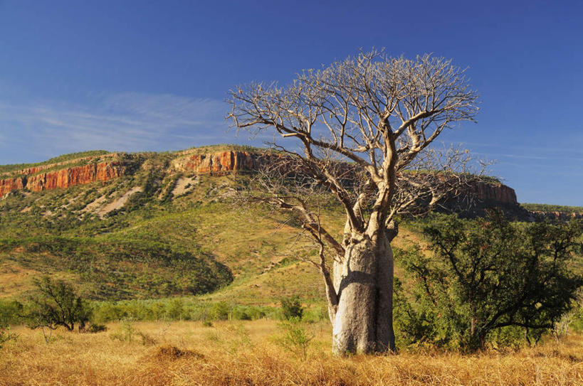 无人,横图,室外,白天,正面,旅游,草地,草坪,石头,山,山脉,植物,澳大利亚,阴影,光线,石子,影子,山峰,云,云朵,山峦,云彩,草,树,树木,黄色,蓝色,绿色,白云,风景,蓝天,天空,阳光,自然,群山,天,景色,生长,晴朗,成长,风光,景物,大洋洲,澳洲,南方大陆,澳大利亚联邦,风物,光景,景致,大树芦荟,石块,岩石,晴空,彩图,游览