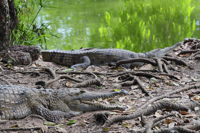 脸,头,脸颊,牙齿,无人,横图,室外,白天,侧面,旅游,度假,河流,美景,水,植物,鳄鱼,野生动物,叶子,澳大利亚,波纹,锐利,爬行动物,河水,景观,水流,枯叶,落叶,树根,涟漪,注视,娱乐,树,树木,绿色,倒影,水纹,自然,动物,波浪,观察,看,趴着,张嘴,两只,享受,休闲,景色,放松,生长,成长,观看,察看,锋利,倒映,尖锐,关注,自然风光,大洋洲,澳洲,尖利,凶猛,张大嘴巴,南方大陆,水晕,澳大利亚联邦,犀利,厉害,反照,残暴,凶残,头部,齿,脸部,脸蛋,面部,牙,牙龈,叶,叶片,张开嘴,趴,半身,彩图