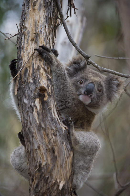 无人,坐,竖图,室外,特写,白天,仰视,旅游,度假,美景,植物,哺乳动物,野生动物,澳大利亚,朦胧,模糊,景观,树桩,枝条,注视,娱乐,树,树干,树木,树枝,一只,绿色,自然,动物,观察,看,享受,休闲,抓,木桩,景色,放松,可爱,活泼,生长,成长,观看,察看,抓着,关注,自然风光,大洋洲,树袋熊,考拉,澳洲,无尾熊,可拉熊,南方大陆,澳大利亚联邦,南澳大利亚,南澳大利亚州,虬枝,枝杈,坐着,彩图,低角度拍摄,全身