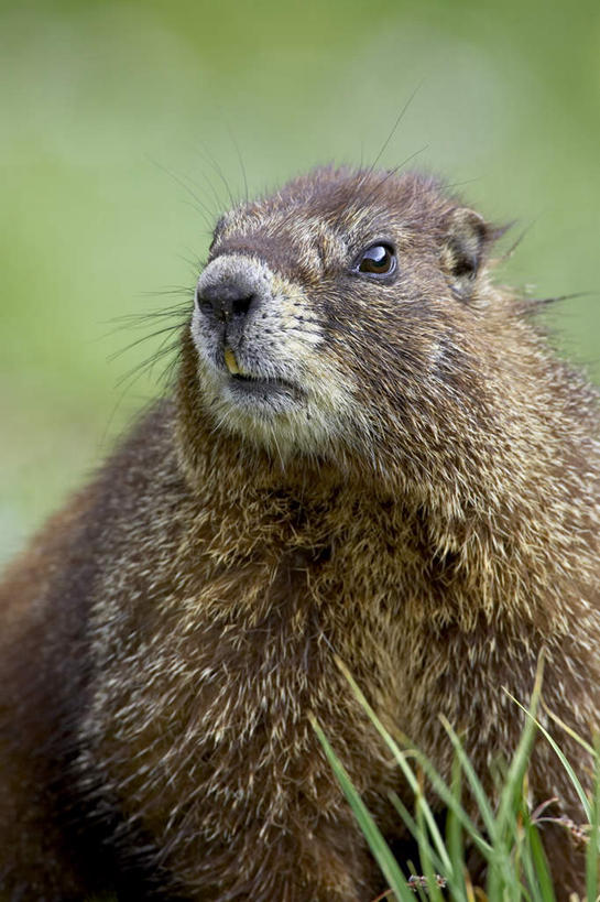 无人,站,竖图,室外,特写,白天,正面,旅游,度假,草地,草坪,美景,植物,野生动物,阴影,光线,影子,景观,注视,娱乐,草,一只,绿色,阳光,自然,动物,观察,看,站着,享受,休闲,景色,放松,可爱,活泼,观看,察看,北美,北美洲,关注,自然风光,美洲,圣胡安,旱獭,首府,北亚美利加洲,亚美利加洲,天竺鼠,圣胡安市,波多黎各,波多黎各自由邦,大安的列斯群岛,黄腹土拨鼠,站立,半身,彩图