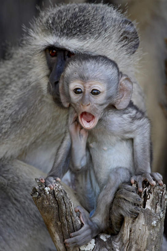 无人,动物园,坐,竖图,室外,白天,正面,旅游,度假,美景,哺乳动物,猴,野生动物,猴子,非洲,南非,景观,树桩,依偎,注视,娱乐,树,树干,自然,动物,观察,看,靠,靠着,倚靠,张嘴,两只,享受,休闲,木桩,景色,放松,可爱,活泼,观看,察看,国家公园,倚着,关注,自然风光,张大嘴巴,克鲁格国家公园,依附,依赖,投靠,阿非利加洲,长尾叶猴,德兰士瓦省,南非共和国,张开嘴,坐着,彩图,全身