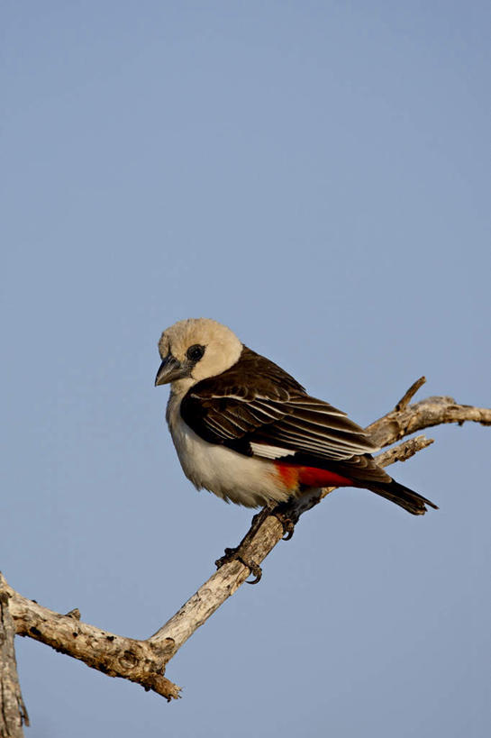 无人,站,竖图,室外,白天,侧面,美景,植物,鸟,非洲,肯尼亚,阴影,光线,鸟类,影子,景观,枝条,注视,树,树木,树枝,一只,蓝色,蓝天,天空,阳光,自然,天,观察,看,站着,景色,晴朗,观看,察看,关注,自然风光,万里无云,阿非利加洲,肯尼亚共和国,虬枝,枝杈,织巢鸟,晴空,晴空万里,站立,彩图,全身