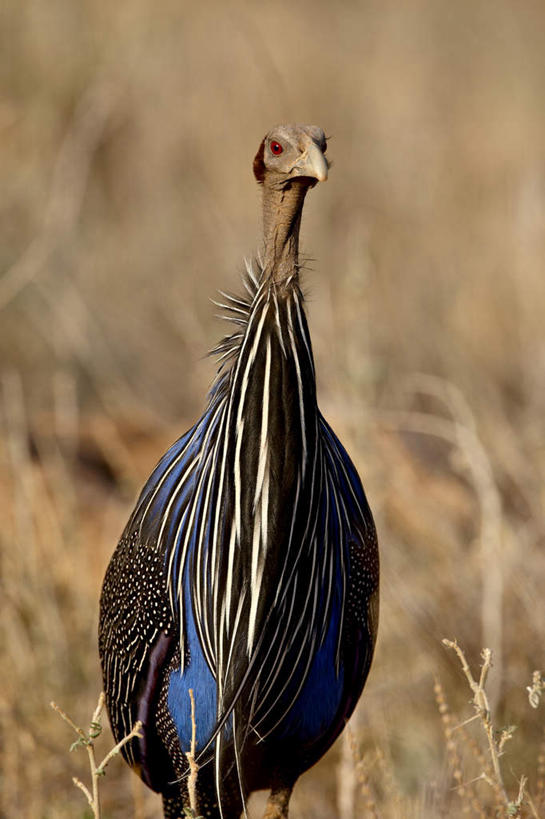 无人,站,竖图,室外,白天,正面,美景,植物,鸟,非洲,肯尼亚,阴影,枯萎,朦胧,模糊,光线,鸟类,影子,景观,枯草,注视,草,一只,黄色,阳光,自然,观察,看,站着,景色,观看,察看,关注,自然风光,珍珠鸡,阿非利加洲,鹫珠鸡,肯尼亚共和国,站立,半身,彩图