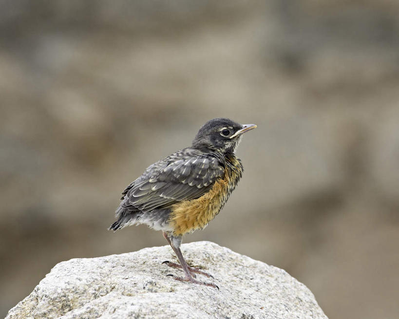 无人,站,横图,室外,白天,侧面,石头,美景,鸟,美国,阴影,朦胧,模糊,光线,鸟类,知更鸟,石子,影子,景观,注视,一只,阳光,自然,观察,看,站着,景色,观看,察看,北美,北美洲,关注,自然风光,美洲,科罗拉多州,科罗拉多,北亚美利加洲,亚美利加洲,百年州,红襟鸟,欧亚鸲,知更雀,罗宾鸟,石块,岩石,站立,彩图,全身