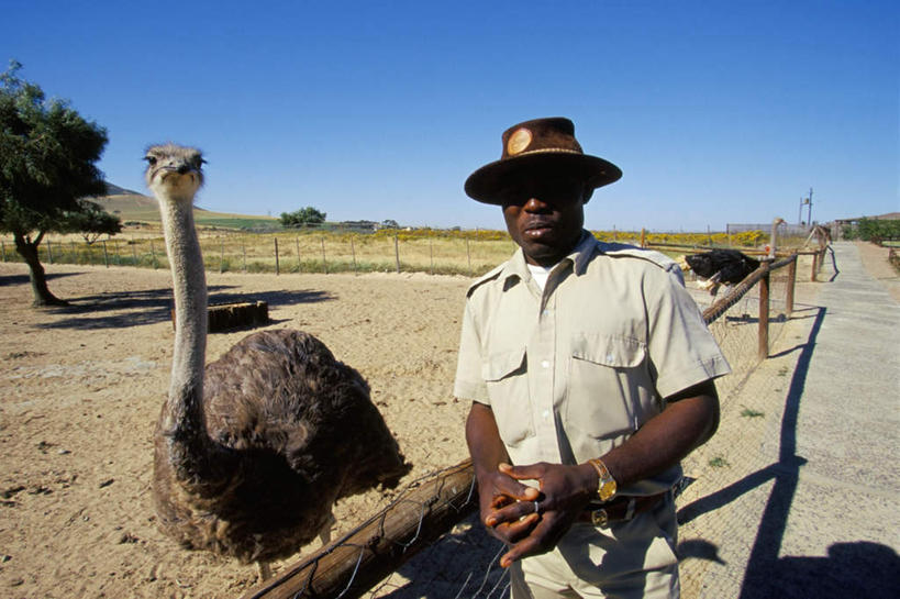 西方人,一个人,栏杆,站,横图,室外,白天,正面,草地,草坪,植物,鸟,鸵鸟,帽子,欧洲,非洲,黑人,欧洲人,仅一个男性,仅一个人,仅一个中年男性,阴影,服装,时间,光线,鸟类,墨镜,时钟,手表,眼镜,影子,围栏,计时,注视,休闲装,护栏,草,树,树木,一只,衣服,蓝色,绿色,蓝天,天空,阳光,自然,太阳镜,太阳眼镜,遮阳帽,钟表,天,观察,看,靠,靠着,倚靠,站着,休闲,休闲服,表,遮阳镜,服饰,生长,晴朗,成长,观看,腕表,察看,倚着,关注,万里无云,美洲鸵鸟,美洲鸵,男人,男性,中年男性,非洲人,钟,晴空,晴空万里,站立,半身,彩图