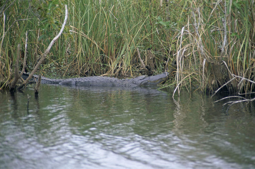 无人,横图,俯视,室外,白天,旅游,度假,草地,草坪,河流,美景,水,植物,巴西,波纹,河水,景观,水流,涟漪,娱乐,草,绿色,水纹,自然,波浪,享受,休闲,景色,南美,放松,湿地,南美洲,拉丁美洲,自然风光,美洲,巴西联邦共和国,水晕,亚美利加洲,南亚美利加洲,潘塔纳尔湿地,马托格罗索州,彩图,高角度拍摄