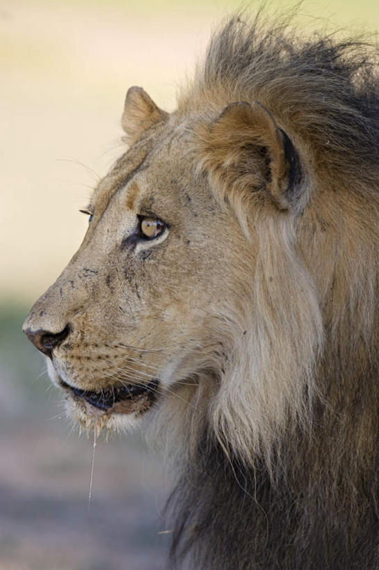 脸,头,脸颊,无人,站,竖图,室外,特写,白天,侧面,旅游,度假,草地,草坪,美景,植物,哺乳动物,野生动物,狮子,非洲,阴影,朦胧,模糊,光线,影子,景观,注视,娱乐,草,一只,绿色,阳光,自然,动物,观察,看,站着,享受,休闲,景色,放松,观看,察看,关注,自然风光,凶猛,阿非利加洲,卡格拉格帝边境公园,卡格拉格帝跨国境公园,卡格拉格帝越界公园,残暴,凶残,头部,脸部,脸蛋,面部,站立,半身,彩图