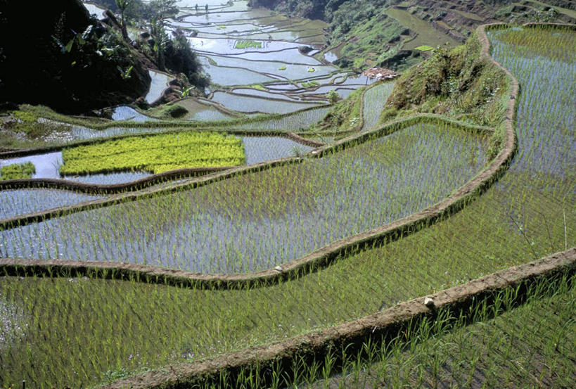 无人,农田,横图,俯视,室外,白天,旅游,度假,庄稼,梯田,农作物,草地,草坪,岛屿,美景,植物,菲律宾,亚洲,阴影,曲折,弯曲,光线,影子,岛,景观,娱乐,草,树,树木,绿色,阳光,自然,享受,休闲,景色,放松,东南亚,蜿蜒,生长,成长,自然风光,菲律宾共和国,菲律宾群岛,吕宋岛,列岛,群岛,诸岛,彩图,高角度拍摄,耕地,庄稼田