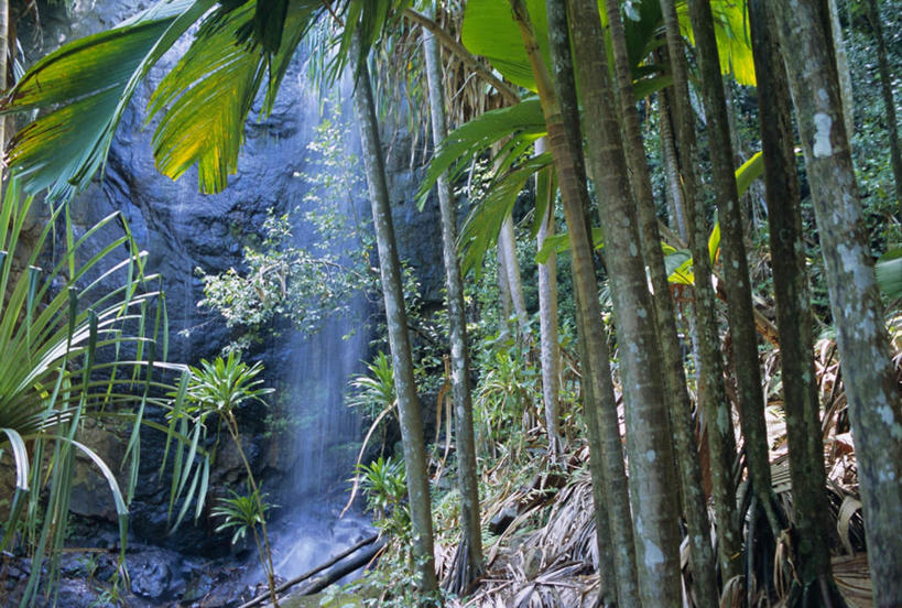 无人,横图,室外,白天,正面,旅游,度假,美景,瀑布,森林,树林,水,植物,叶子,非洲,塞舌尔,阴影,飞溅,溅,光线,液体,影子,景观,水滴,绿叶,娱乐,水珠,树,树木,绿色,阳光,自然,享受,休闲,嫩叶,景色,放松,生长,成长,喷洒,自然风光,塞舌尔共和国,阿非利加洲,东非,普拉斯林岛,叶,叶片,跌水,彩图