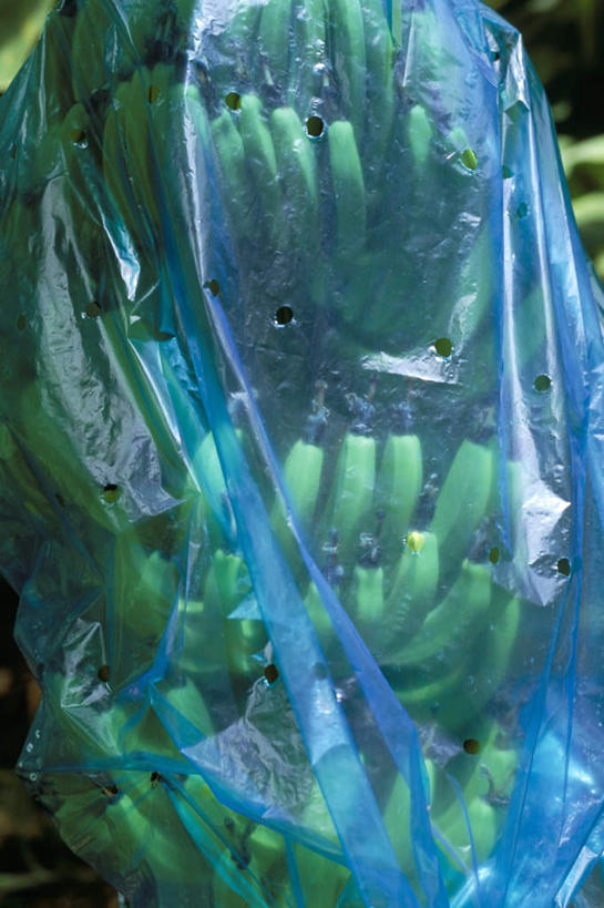 无人,竖图,室外,特写,白天,正面,旅游,度假,美景,植物,香蕉,袋子,水果,法国,欧洲,新鲜,塑料,景观,生食,食品,果实,果树,娱乐,树,树木,食物,绿色,自然,塑料制品,享受,休闲,景色,放松,有机食品,绿色食品,生长,成长,自然风光,塑封,法兰西共和国,法兰西第五共和国,马提尼克,马提尼克岛,甘蕉,彩图,密封袋,塑封袋