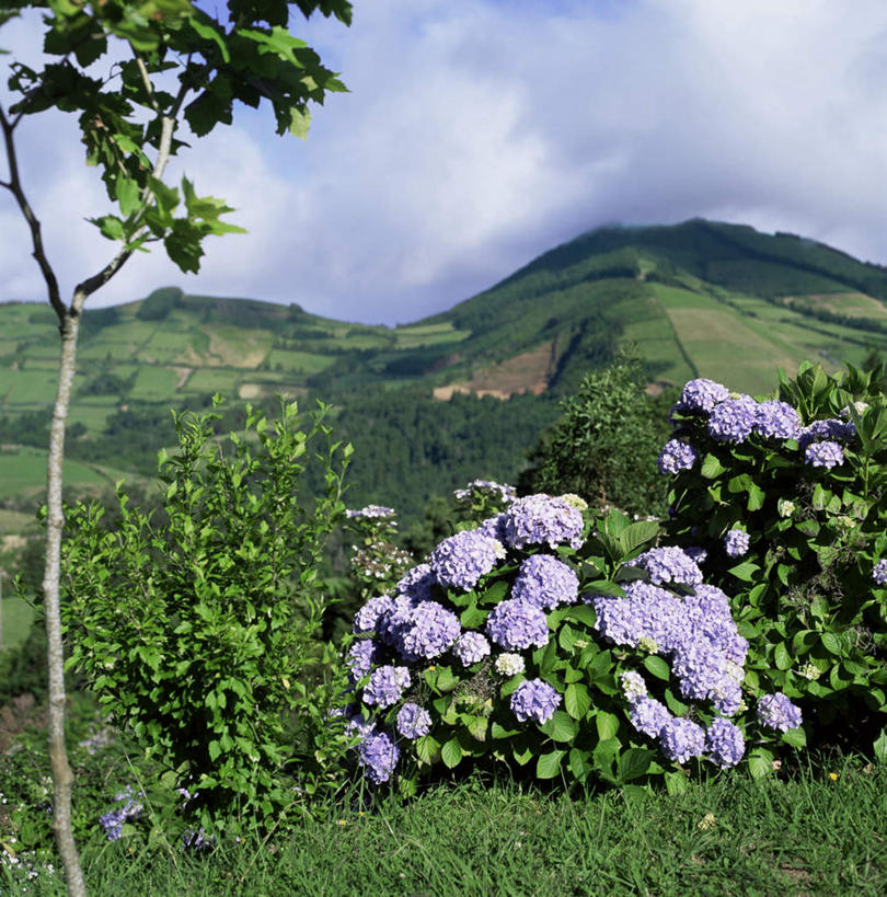 无人,竖图,室外,白天,正面,骄傲,草地,草坪,美景,山,山脉,植物,八仙花,葡萄牙,欧洲,阴影,盛开,光线,影子,景观,山峰,云,云朵,山峦,花蕾,云彩,草,花,花瓣,花朵,鲜花,树,树木,蓝色,绿色,紫色,白云,蓝天,天空,阳光,自然,群山,天,花苞,花蕊,绣球花,景色,生长,晴朗,成长,紫阳花,洋绣球,南欧,自然风光,草绣球,斗球,七变化,粉团花,善变,葡萄牙共和国,圣米格尔,亚速群岛,晴空,彩图