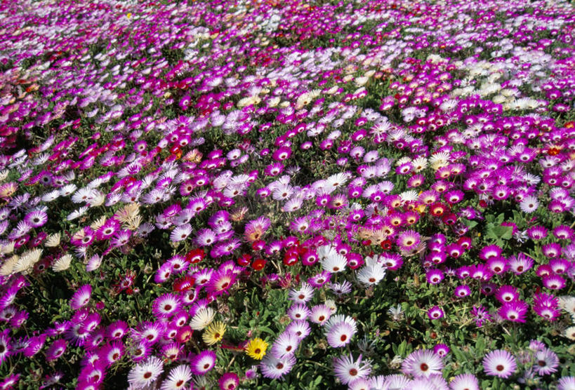 无人,横图,俯视,室外,白天,神秘,花海,花圃,美景,植物,叶子,英国,欧洲,阴影,盛开,光线,影子,景观,花蕾,花,花瓣,花朵,花卉,鲜花,绿色,紫色,阳光,自然,花丛,花束,花田,花苞,花蕊,景色,西欧,自然风光,大不列颠,威尔士,大不列颠及北爱尔兰联合王国,大不列颠联合王国,日不落英帝国,威尔士公国,怠惰,彩虹菊,龙须海棠,松叶菊,彩图,高角度拍摄