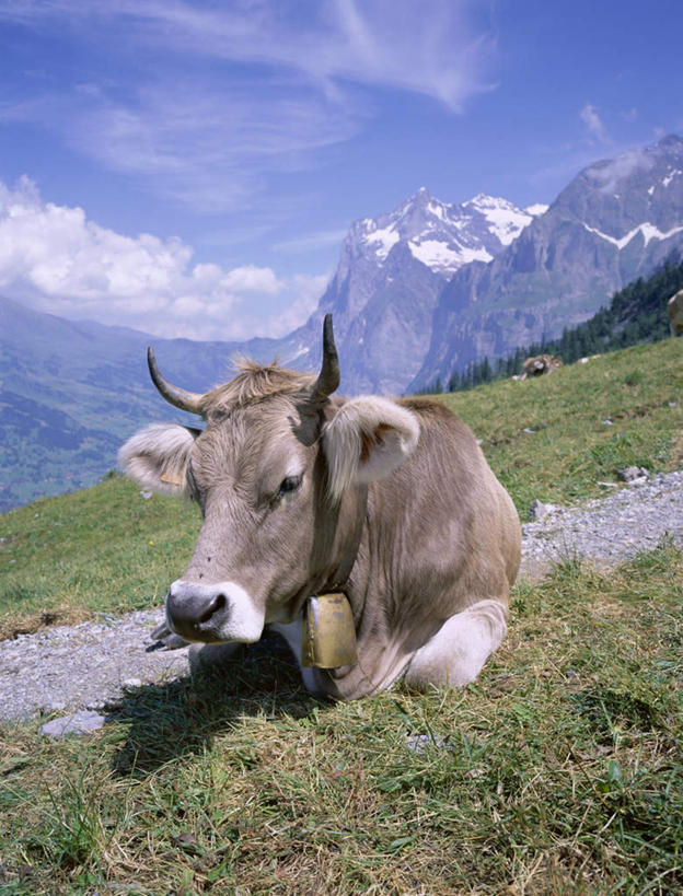 无人,躺,竖图,室外,白天,正面,旅游,度假,草地,草坪,石头,美景,山,山脉,植物,哺乳动物,野生动物,羊,瑞士,欧洲,阴影,光线,羚羊,石子,影子,景观,山顶,山峰,云,云朵,山峦,云彩,注视,娱乐,草,树,树木,一只,蓝色,绿色,白云,蓝天,天空,阳光,自然,动物,群山,天,观察,看,享受,休闲,景色,放松,可爱,活泼,生长,晴朗,成长,观看,察看,关注,自然风光,角马,中欧,牛羚,瑞士联邦,金毛扭角羚,羚牛,扭角羚,颠峰,极峰,卧着,石块,岩石,晴空,躺着,卧,彩图,全身