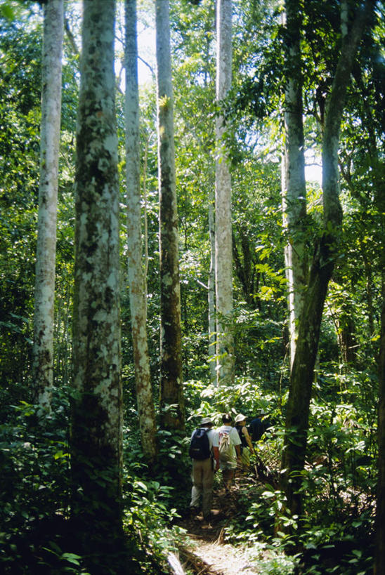 西方人,三个人,走,竖图,室外,白天,旅游,度假,讨论,探险,草地,草坪,美景,森林,植物,古巴,欧洲,非洲,黑人,欧洲人,阴影,列队,光线,影子,景观,凌晨,清晨,娱乐,刺激,草,树,树木,背面,绿色,阳光,自然,排队,享受,休闲,旅游胜地,景色,放松,探索,生长,成长,北美,北美洲,早晨,自然风光,美洲,探讨,惊险,户外运动,考察,背包客,北亚美利加洲,亚美利加洲,古巴共和国,摸索,切磋,试探,索求,探究,冒险,男人,男性,年轻男性,非洲人,步行,散步,商量,走路,彩图,全身