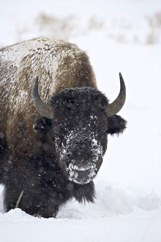 无人,公园,站,竖图,室外,白天,正面,旅游,度假,美景,雪,大雪,牛,野生动物,美国,积雪,景观,雪景,冬季,冬天,注视,娱乐,一只,自然,动物,观察,看,站着,享受,休闲,景色,放松,寒冷,观看,察看,北美,北美洲,国家公园,关注,自然风光,美洲,美洲野牛,凶猛,黄石国家公园,怀俄明州,怀俄明,黄石公园,北亚美利加洲,亚美利加洲,严寒,平等之州,美洲草原野牛,美洲犎牛,美洲平原野牛,残暴,凶残,野牛,站立,半身,彩图