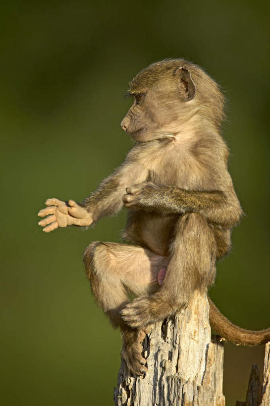 无人,公园,坐,竖图,室外,特写,白天,正面,旅游,度假,美景,野生动物,非洲,肯尼亚,伸展,阴影,朦胧,模糊,光线,狒狒,影子,景观,树桩,注视,娱乐,树,树干,一只,阳光,自然,动物,观察,看,享受,休闲,木桩,景色,放松,可爱,舒展,活泼,观看,察看,国家公园,关注,自然风光,阿非利加洲,东非狒狒,橄榄狒狒,绿狒狒,肯尼亚共和国,桑布鲁国家公园,坐着,彩图,全身