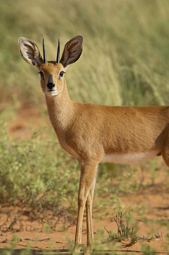 无人,站,竖图,室外,特写,白天,正面,旅游,度假,草地,草坪,美景,植物,野生动物,羊,非洲,阴影,朦胧,模糊,光线,羚羊,影子,景观,注视,娱乐,草,树,树木,一只,绿色,阳光,自然,动物,观察,看,站着,享受,休闲,景色,放松,可爱,活泼,生长,成长,观看,察看,关注,自然风光,阿非利加洲,卡格拉格帝边境公园,卡格拉格帝跨国境公园,卡格拉格帝越界公园,站立,半身,彩图