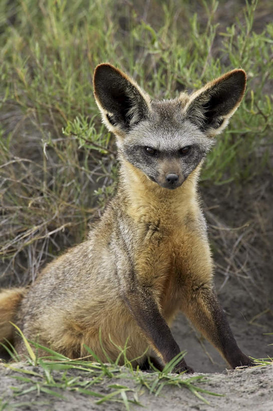 无人,公园,坐,竖图,室外,特写,白天,正面,旅游,度假,草地,草坪,美景,植物,狐狸,野生动物,非洲,坦桑尼亚,阴影,光线,影子,景观,注视,娱乐,草,树,树木,一只,绿色,阳光,自然,动物,观察,看,享受,休闲,景色,放松,生长,成长,观看,察看,国家公园,关注,自然风光,狡猾,狡诈,东非,塞伦盖蒂国家公园,坦桑尼亚联合共和国,大耳狐,蝠耳狐,好望角狐,坐着,半身,彩图