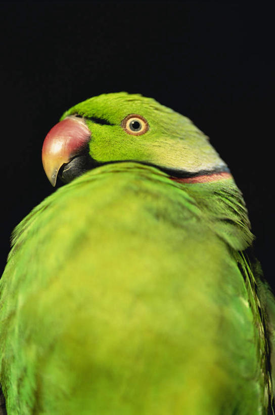 眼睛,无人,站,竖图,室外,特写,夜晚,背景,正面,旅游,度假,美景,鸟,鹦鹉,非洲,毛里求斯,瞳孔,鸟类,景观,注视,娱乐,一只,绿色,黑色,自然,动物,观察,看,站着,享受,休闲,景色,放松,可爱,眼部,活泼,观看,察看,关注,自然风光,观赏鸟,阿非利加洲,毛里求斯共和国,眼,站立,半身,彩图